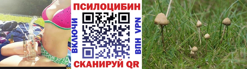 Псилоцибиновые грибы Cubensis  блэк спрут онион  Звенигород 